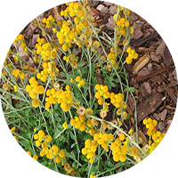 Chrysocphalum Gallery