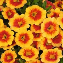 Gold Medal Calibrachoa Aloha Kona Gold Medal