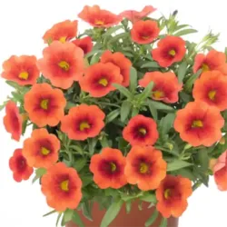 Orange Calibrachoa Aloha Kona Orange