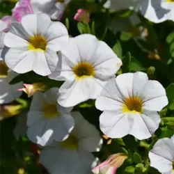 White Calibrachoa Aloha Kona White