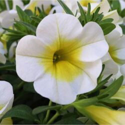 Sunshine Calibrachoa Aloha Kona Sunshine