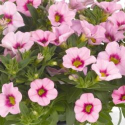 Tiki Pink Soft Calibrachoa Aloha Kona Tiki Soft Pink