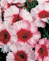 Strawberry Dianthus Superparfait Strawberry