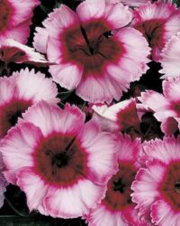 Raspberry Dianthus Sper Parfait Raspberry