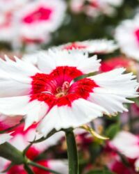 Red Peppermint Dianthus Superparfait Red Peppermint