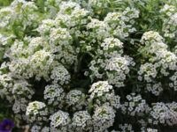 Silver Lobularia Stream Silver