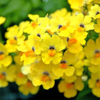 Banana Nemesia Babycakes Banana
