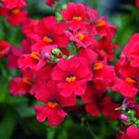 Cherry Nemesia Babycakes Cherry