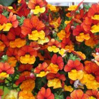 Orange Nemesia Babycakes Orange
