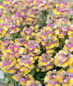Banana Swirl Nemesia Nesia Banana Swirl