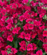 Burgundy Nemesia Nesia Burgundy