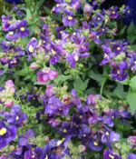 Denim Nemesia Nesia Denim