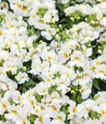 Snow Angel Nemesia Nesia Snow Angel