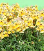 Sunshine Nemesia Nesia Sunshine