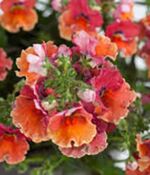 Tropical Nemesia Nesia Tropical