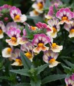 Tutti Frutti Nemesia Nesia Tutti Frutti