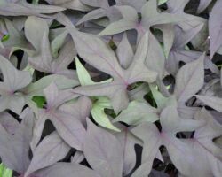 Blackie Ipomea Blackie