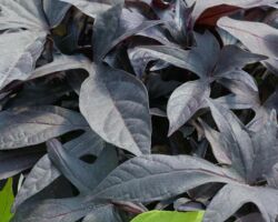 Bright Ideas Black Ipomoea Bright Ideas Black