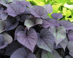 Black Heart Ipomea Sidekick Black Heart