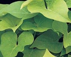 Lime Ipomea Sidekick Lime