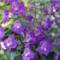 Blue Angelonia Angelface Blue