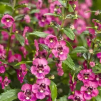 Perfectly Pink Angelonia Angelface Perfectly Pink