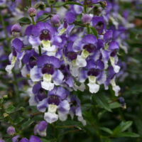 Wedgewood Blue Angelonia Angelface Wedgewood Blue