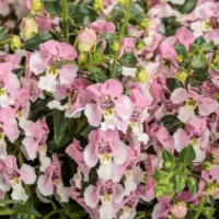 Wedgewood Pink Angelonia Angelface Wedgewood Pink