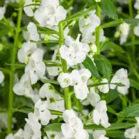 White Angelonia Angelface White