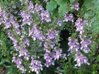 Blue Bicolor Angelonia Angelhart Blue Bicolor