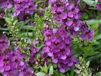 Dark Purple Angelonia Angelhart Dark Purple