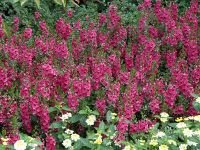 Dark Rose Angelonia Angelhart Dark Rose