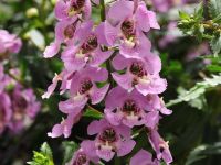 Pink Angelonia Angelhart Pink