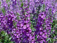 Purple Angelonia Angelhart Purple