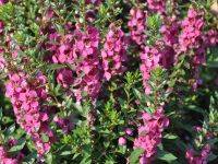 Raspberry Angelonia Angelhart Raspberry
