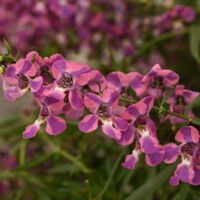 Berry Sparkler Angelonia Angelmist Berry Sparkler