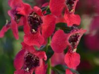 Cherry Red Angelonia Archangel Cherry /red