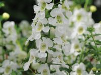 White Angelonia Angelhart White