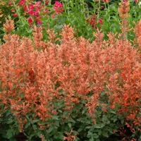 Mandarin Agastache Kudos Mandarin