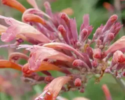 Rupestris Agastache Rupestris