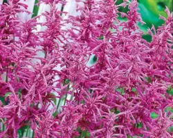 Tutti Frutti Agastache Tutti Frutti