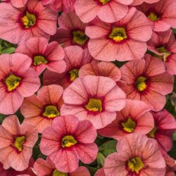 Coralina Calibrachoa Superbells Coralina