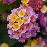 Pink Lantana Lucky Pink