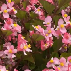 Pink Begonia Babywing Pink