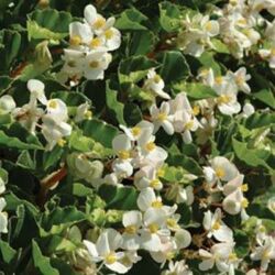 White Begonia Babywing White