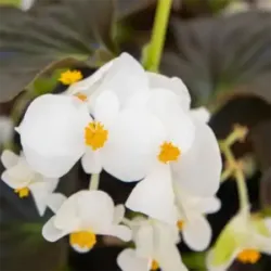 White Bronze Leaf Begonia Big White Bronze Leaf