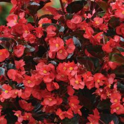 Red Bronze Leaf Begonia Big Red Bronze Leaf