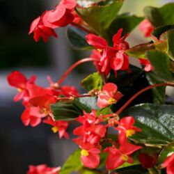 Red Green Leaf Begonia Big Red Green Leaf