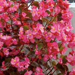 Rose Bronze Leaf Begonia Big Rose Bronze Leaf