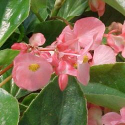 Pink Begonia Dragonwing Pink